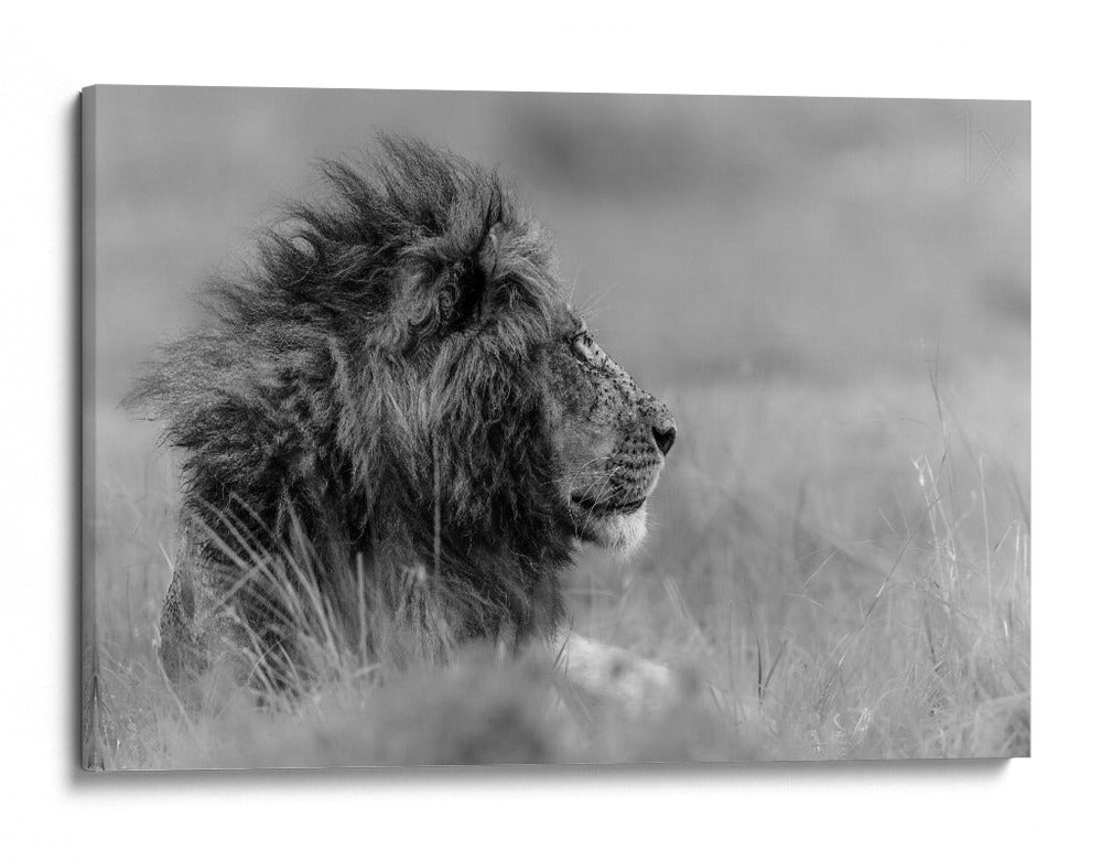 Perfil de león majestuoso - Massimo Mei | Cuadro decorativo de Canvas Lab