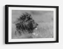 Perfil de león majestuoso - Massimo Mei | Cuadro decorativo de Canvas Lab