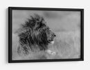 Perfil de león majestuoso - Massimo Mei | Cuadro decorativo de Canvas Lab