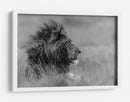 Perfil de león majestuoso - Massimo Mei | Cuadro decorativo de Canvas Lab