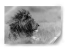 Perfil de león majestuoso - Massimo Mei | Cuadro decorativo de Canvas Lab