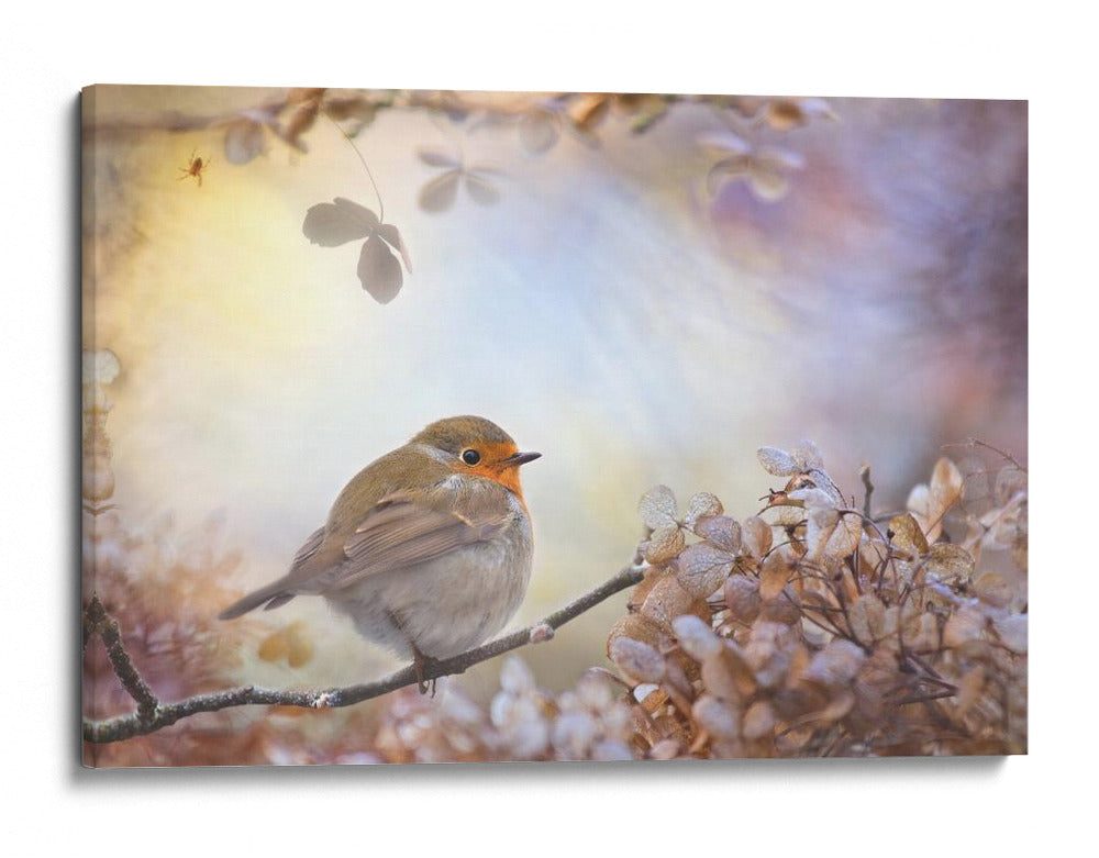 Petirrojo de luz suave - Teuni | Cuadro decorativo de Canvas Lab