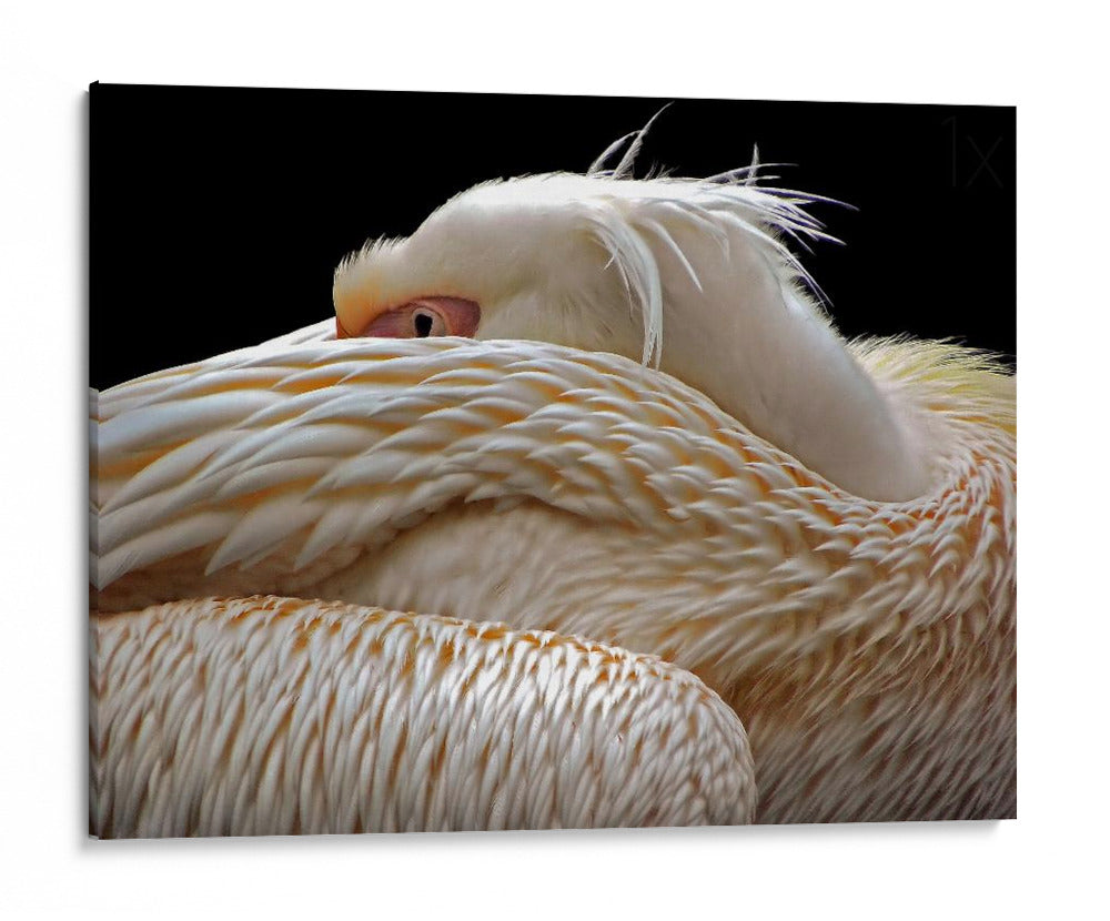 Pelícano blanco pacífico - Thierry Dufour | Cuadro decorativo de Canvas Lab