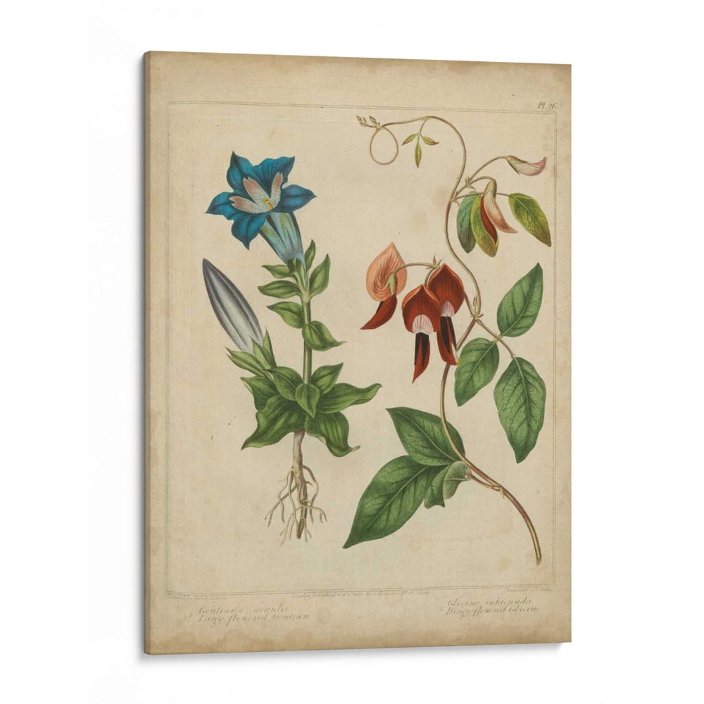 Belleza Escarlata Iii - Sydenham Edwards | Cuadro decorativo de Canvas Lab