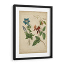 Belleza Escarlata Iii - Sydenham Edwards | Cuadro decorativo de Canvas Lab