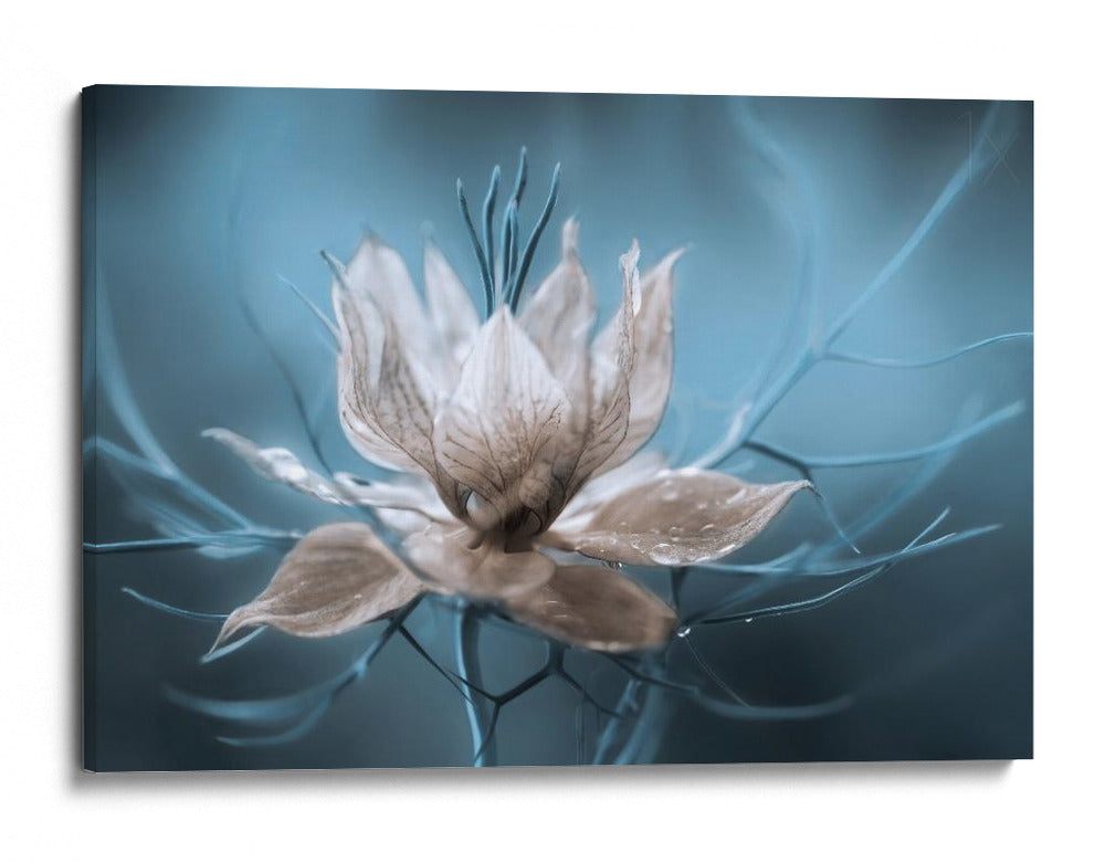 Nigella - Mandy Disher | Cuadro decorativo de Canvas Lab