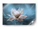 Nigella - Mandy Disher | Cuadro decorativo de Canvas Lab