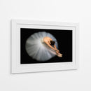Postura de bailarina, elegante y flexible - Pauline Pentony MA | Cuadro decorativo de Canvas Lab