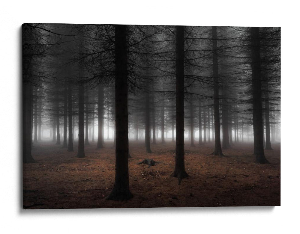 Niebla del bosque profundo - Dragisa Petrovic | Cuadro decorativo de Canvas Lab