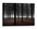 Niebla del bosque profundo - Dragisa Petrovic | Cuadro decorativo de Canvas Lab
