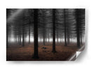 Niebla del bosque profundo - Dragisa Petrovic | Cuadro decorativo de Canvas Lab