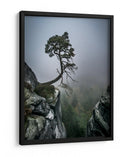 Pino de la montaña brumosa - Andreas Wonisch | Cuadro decorativo de Canvas Lab