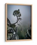 Pino de la montaña brumosa - Andreas Wonisch | Cuadro decorativo de Canvas Lab