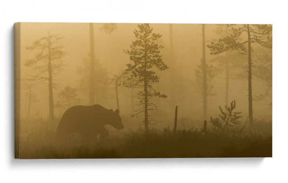 Oso en la niebla dorada - Svein Ove Linde | Cuadro decorativo de Canvas Lab