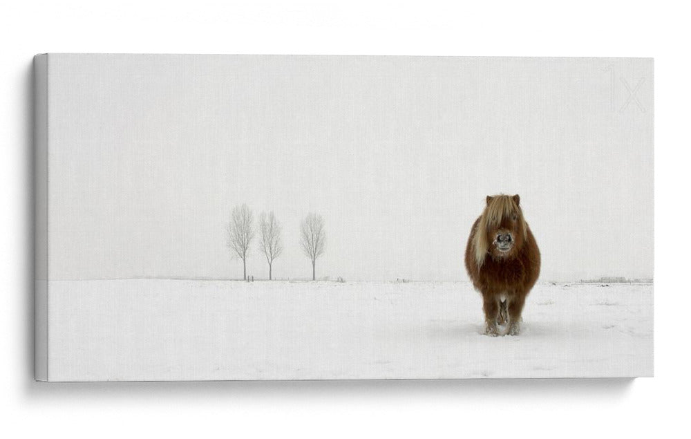 Pony de invierno en la nieve - Gert van den | Cuadro decorativo de Canvas Lab