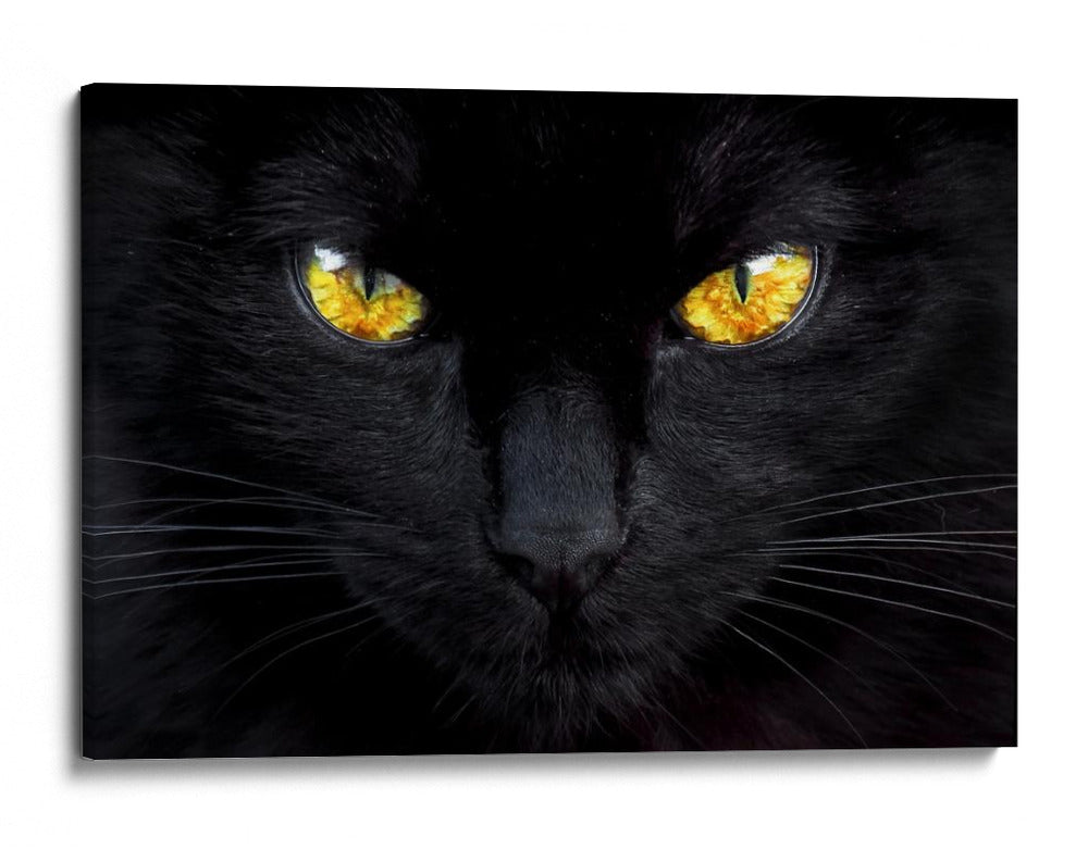 Ojos de gato misteriosos - Ferdinando Valverde | Cuadro decorativo de Canvas Lab