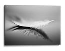 Reflejo de pluma blanca - Olinda Coutinho | Cuadro decorativo de Canvas Lab