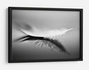 Reflejo de pluma blanca - Olinda Coutinho | Cuadro decorativo de Canvas Lab