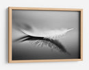 Reflejo de pluma blanca - Olinda Coutinho | Cuadro decorativo de Canvas Lab