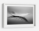 Reflejo de pluma blanca - Olinda Coutinho | Cuadro decorativo de Canvas Lab