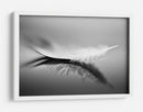 Reflejo de pluma blanca - Olinda Coutinho | Cuadro decorativo de Canvas Lab