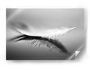 Reflejo de pluma blanca - Olinda Coutinho | Cuadro decorativo de Canvas Lab