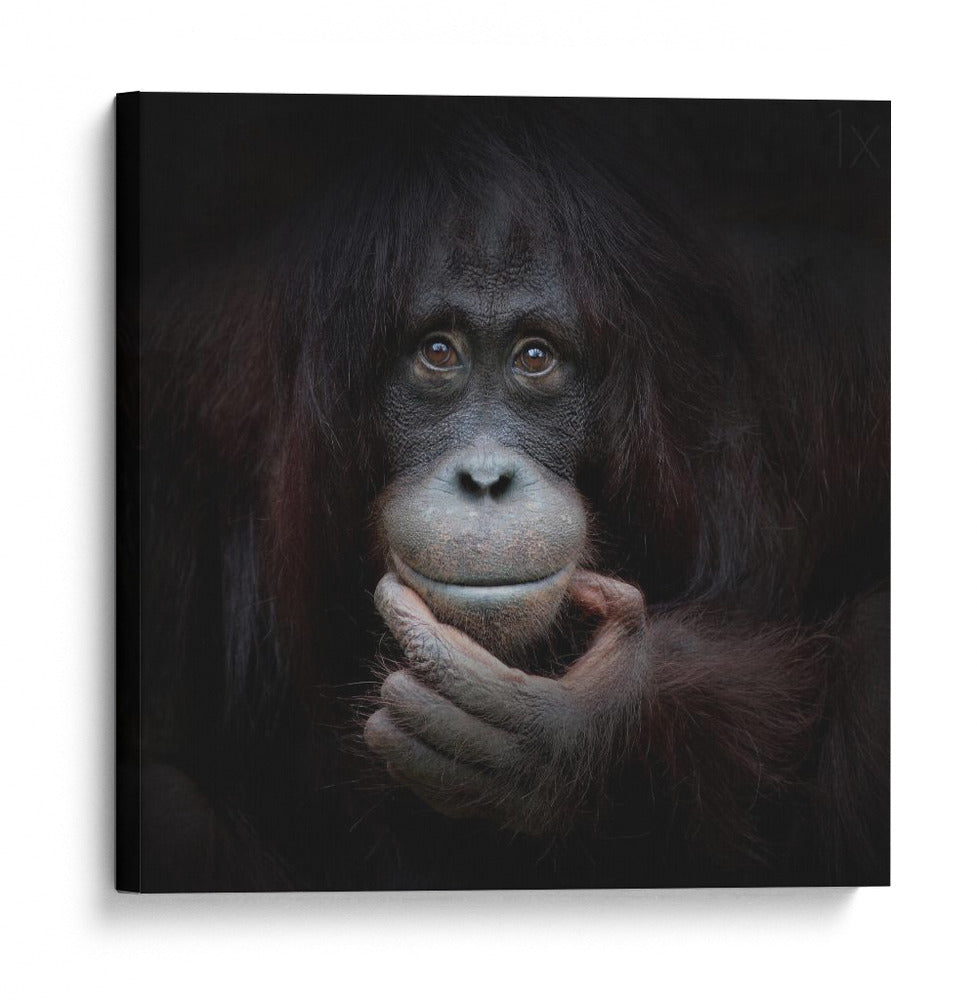 Retrato reflexivo de un orangután - Antje Wenner-Braun | Cuadro decorativo de Canvas Lab
