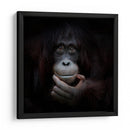 Retrato reflexivo de un orangután - Antje Wenner-Braun | Cuadro decorativo de Canvas Lab