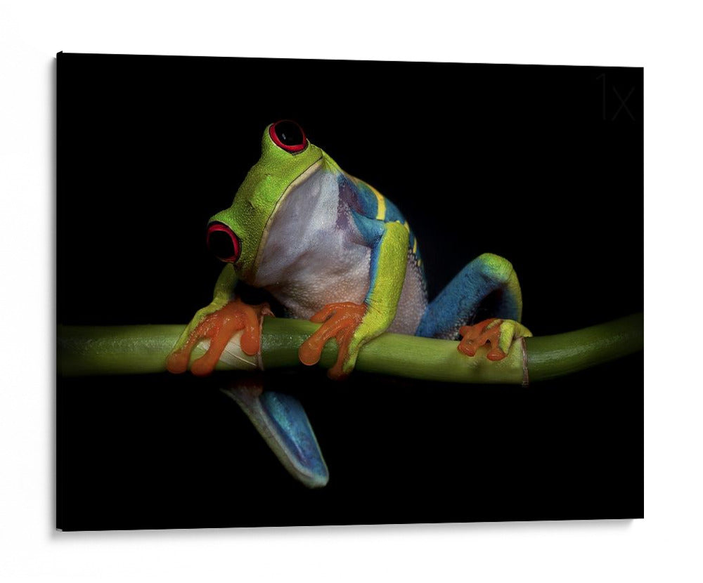 Rana de ojos rojos vibrantes - Ferdinando Valverde | Cuadro decorativo de Canvas Lab