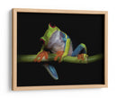 Rana de ojos rojos vibrantes - Ferdinando Valverde | Cuadro decorativo de Canvas Lab
