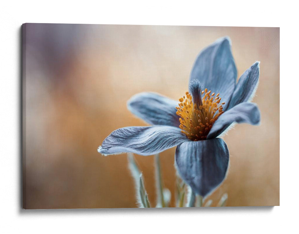 Tu beso de oro sobre mi quietud de seda azul - Mandy Disher | Cuadro decorativo de Canvas Lab
