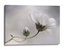 Simplemente Cosmos - Mandy Disher | Cuadro decorativo de Canvas Lab