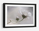 Simplemente Cosmos - Mandy Disher | Cuadro decorativo de Canvas Lab
