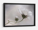 Simplemente Cosmos - Mandy Disher | Cuadro decorativo de Canvas Lab