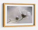 Simplemente Cosmos - Mandy Disher | Cuadro decorativo de Canvas Lab