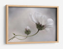 Simplemente Cosmos - Mandy Disher | Cuadro decorativo de Canvas Lab