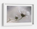 Simplemente Cosmos - Mandy Disher | Cuadro decorativo de Canvas Lab