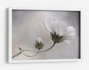 Simplemente Cosmos - Mandy Disher | Cuadro decorativo de Canvas Lab