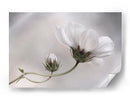 Simplemente Cosmos - Mandy Disher | Cuadro decorativo de Canvas Lab