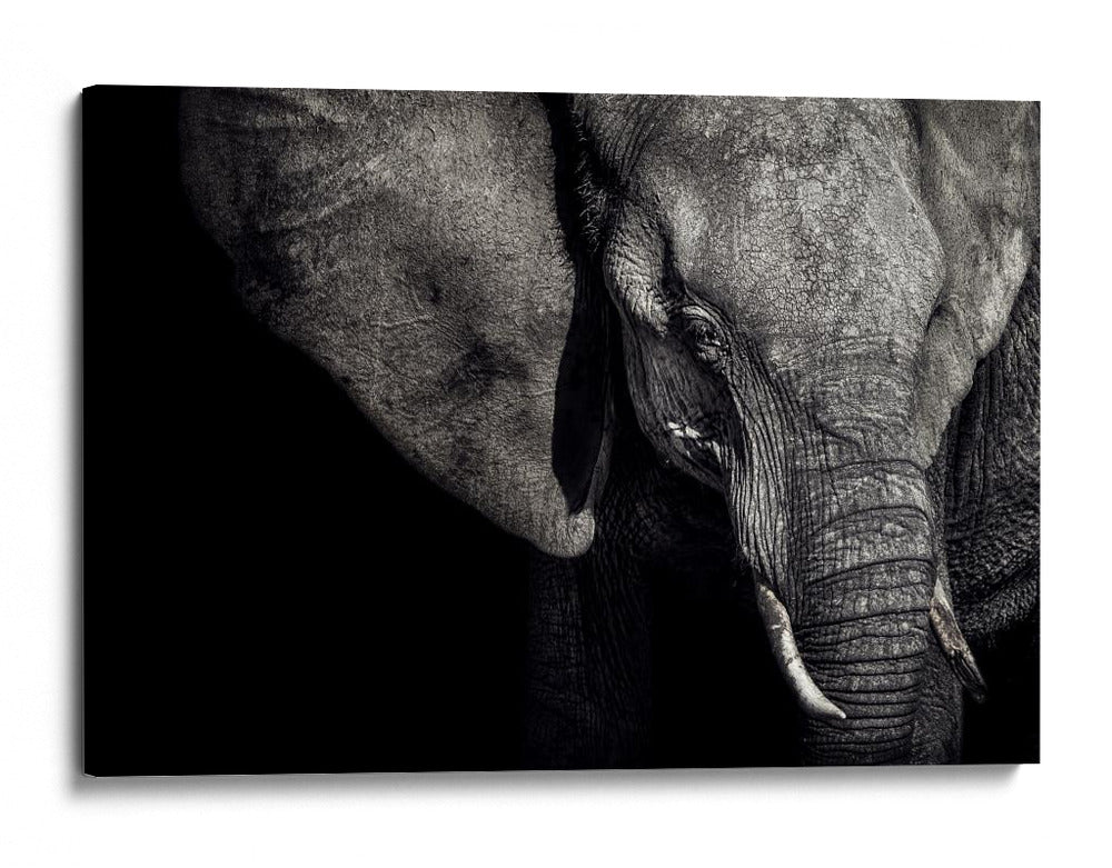 Retrato oscuro de elefante - Piet Flour | Cuadro decorativo de Canvas Lab