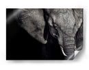 Retrato oscuro de elefante - Piet Flour | Cuadro decorativo de Canvas Lab