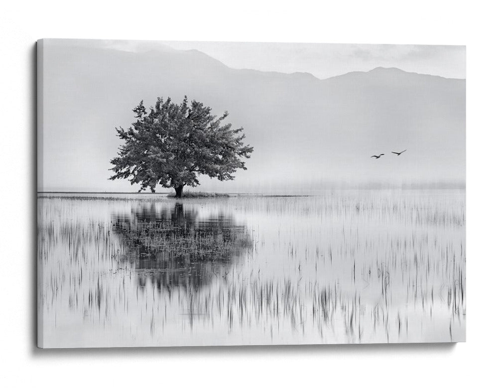 Reflejo de un árbol solitario - Maria Kaimaki | Cuadro decorativo de Canvas Lab