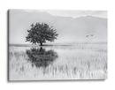 Reflejo de un árbol solitario - Maria Kaimaki | Cuadro decorativo de Canvas Lab
