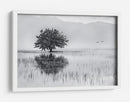Reflejo de un árbol solitario - Maria Kaimaki | Cuadro decorativo de Canvas Lab
