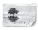 Reflejo de un árbol solitario - Maria Kaimaki | Cuadro decorativo de Canvas Lab