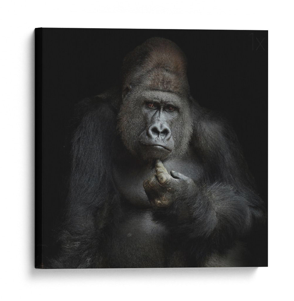 Retrato reflexivo de un gorila - Antje Wenner-Braun | Cuadro decorativo de Canvas Lab