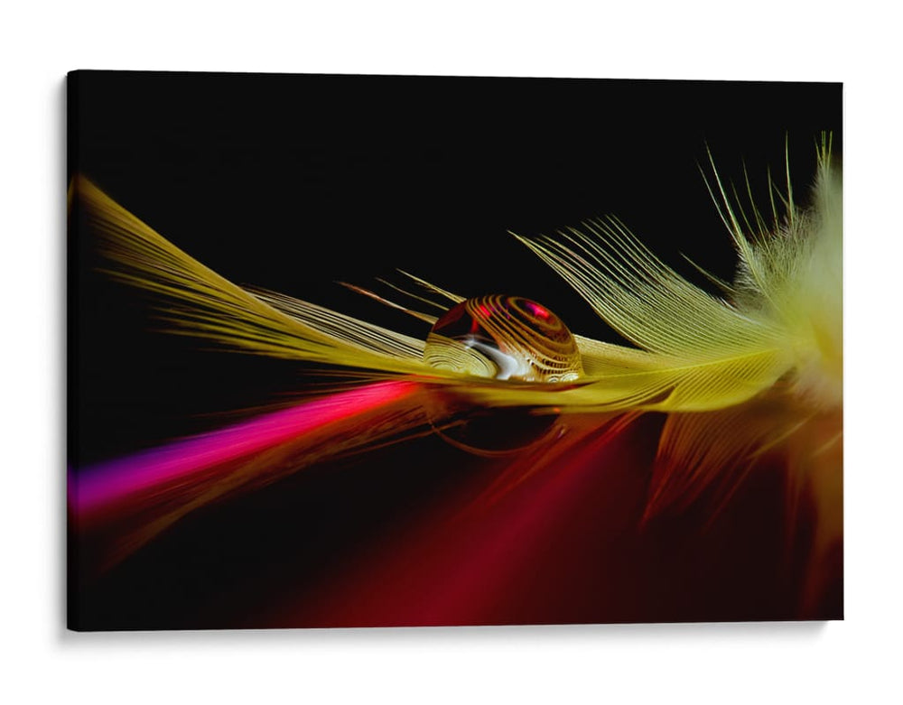 Reflejo de pluma vibrante - Aida Ianeva | Cuadro decorativo de Canvas Lab
