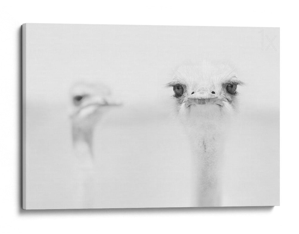 Retrato de avestruz curioso - Carlo Tonti | Cuadro decorativo de Canvas Lab