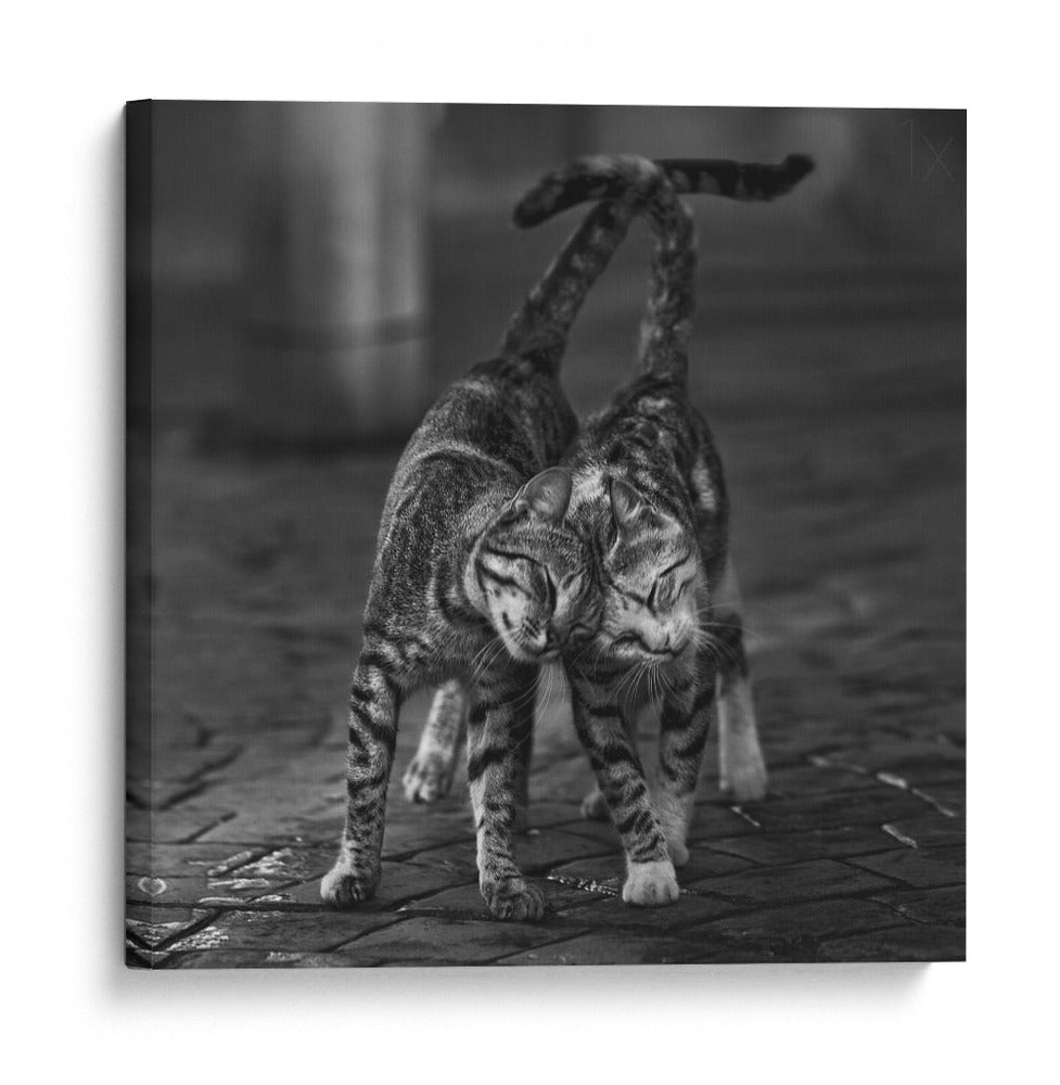 Un suave abrazo felino - nebula | Cuadro decorativo de Canvas Lab
