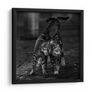 Un suave abrazo felino - nebula | Cuadro decorativo de Canvas Lab